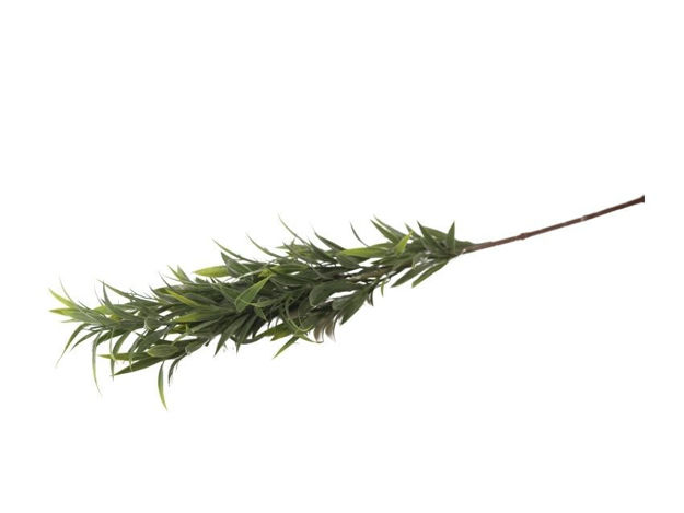 Slika  Grana zelenila 84 cm; sv.zelena