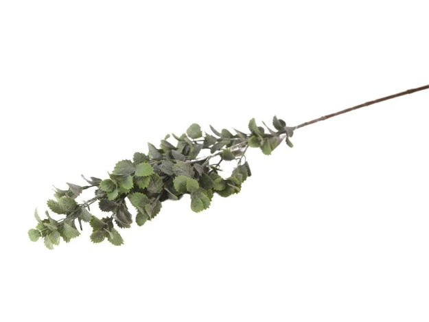 Slika  Grana eukaliptus 79 cm; sv.zelena