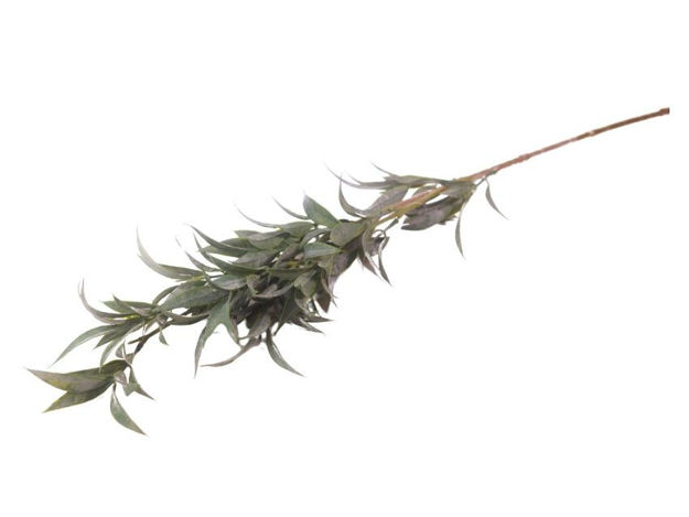 Slika  Grana zelenila 79 cm;siva