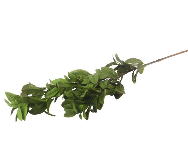 Slika  Grana zelenila 78 cm; zelena