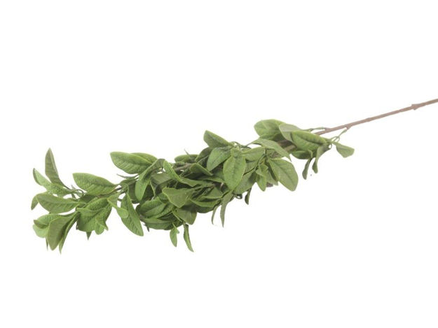 Slika  Grana zelenila 78 cm; sv.zelena
