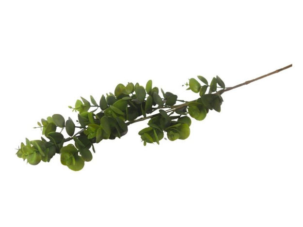 Slika  Grana eukaliptus 79 cm; t.zelena