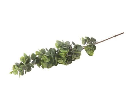 Slika  Grana eukaliptus 79 cm; sv.zelena