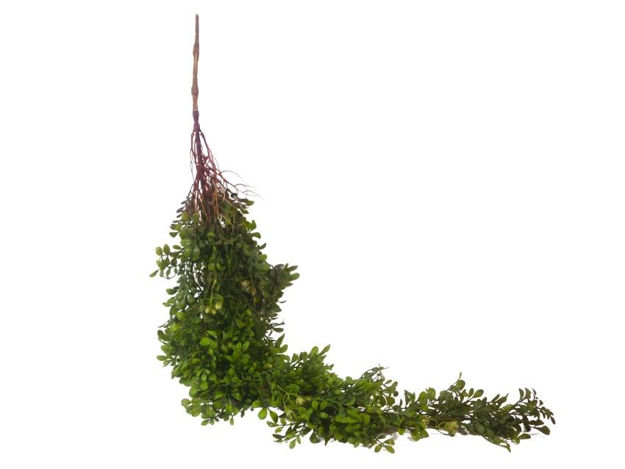 Slika  Puzavica 103 cm; zelena