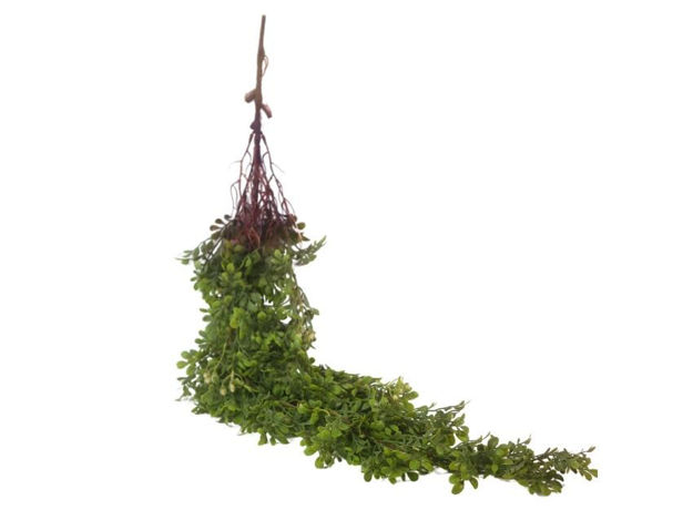 Slika  Puzavica 103 cm; sv.zelena