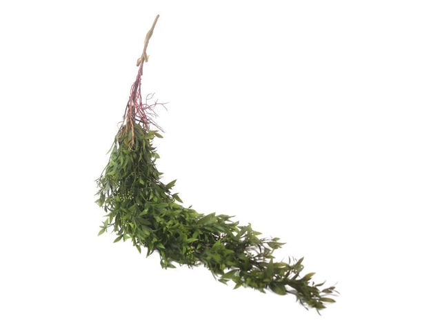 Slika  Puzavica 105 cm; t.zelena