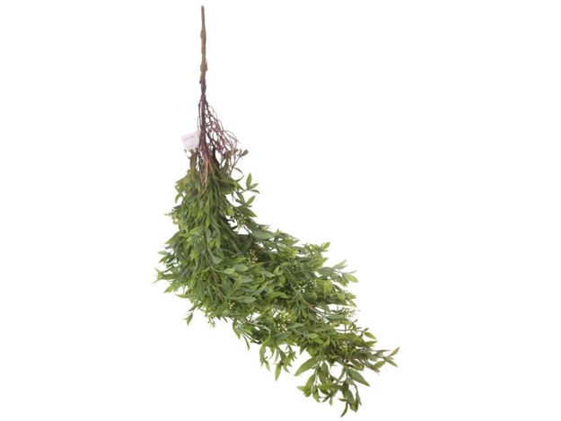 Slika  Puzavica 105 cm; sv.zelena