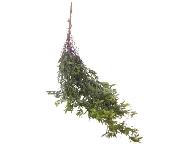 Slika  Puzavica 105 cm; zelena