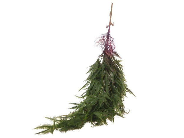 Slika  Puzavica 110 cm; sv.zelena