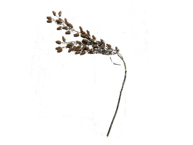 Slika Grana s šIškama 118cm; natur