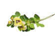 Slika Viola 85 cm; žuta