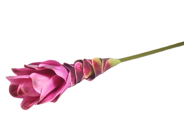 Slika Kurkuma 63 cm; ciklama