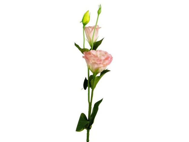 Slika Lizijantus 67 cm; roza