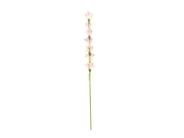 Slika Tuberoza 86 cm; sv.roza