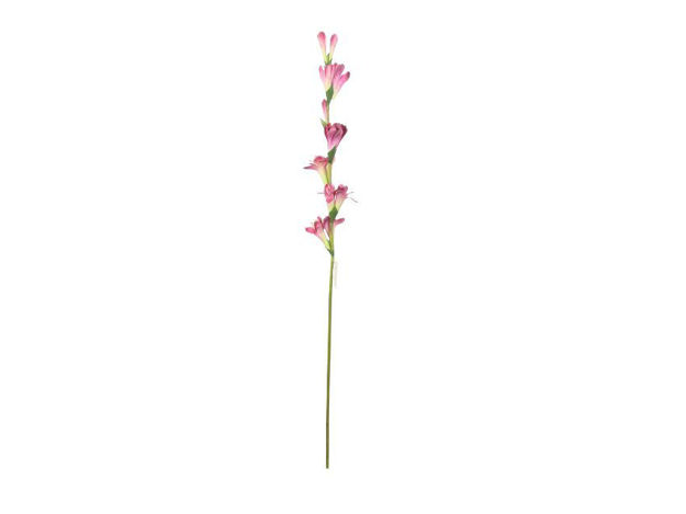 Slika Tuberoza 86 cm; ciklama