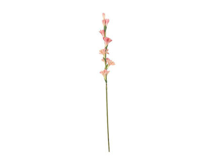 Slika Tuberoza 86 cm; roza