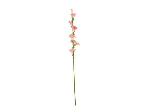 Slika Tuberoza 86 cm; roza