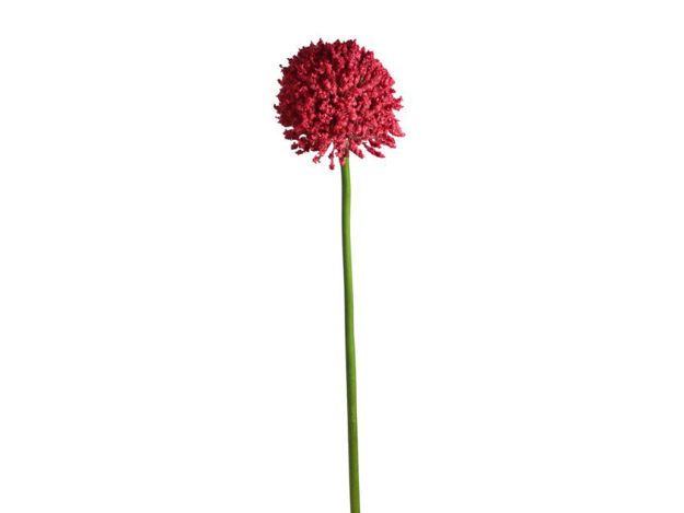 Slika Alium 65 cm; crvena