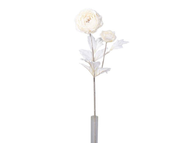 Slika Ranonkul zasnježeni 58 cm; krem