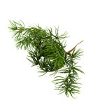 Slika Pik bora 23 cm