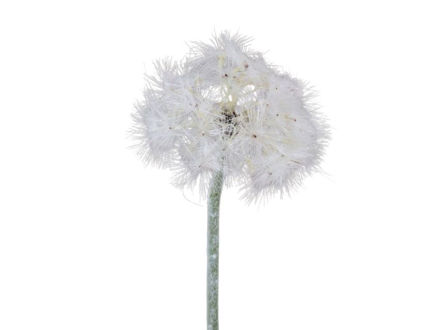 Slika Maslačak 66cm bijela