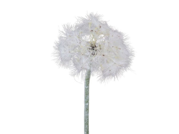 Slika Maslačak 66cm bijela