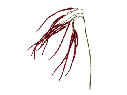 Slika Amarant/štir 91cm bordo