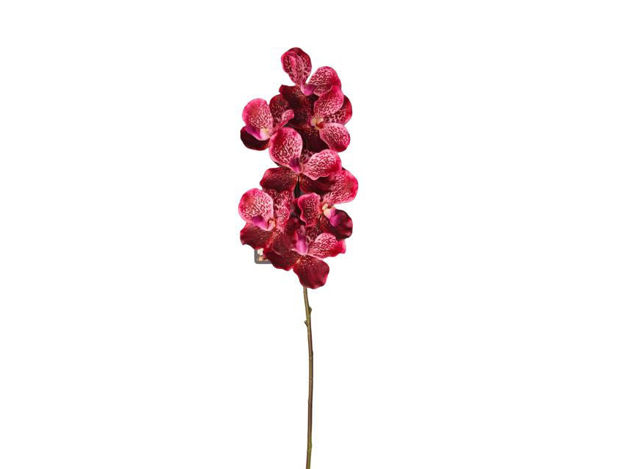 Slika Orhideja vanda 79 cm; ciklama