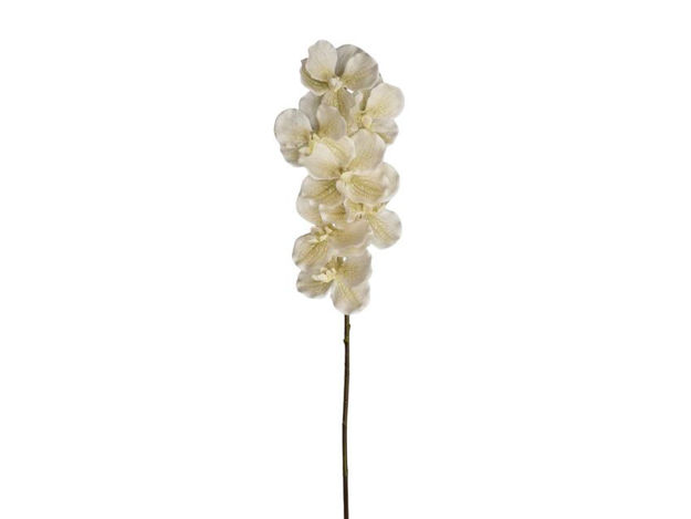 Slika Orhideja vanda 79 cm; krem bijela