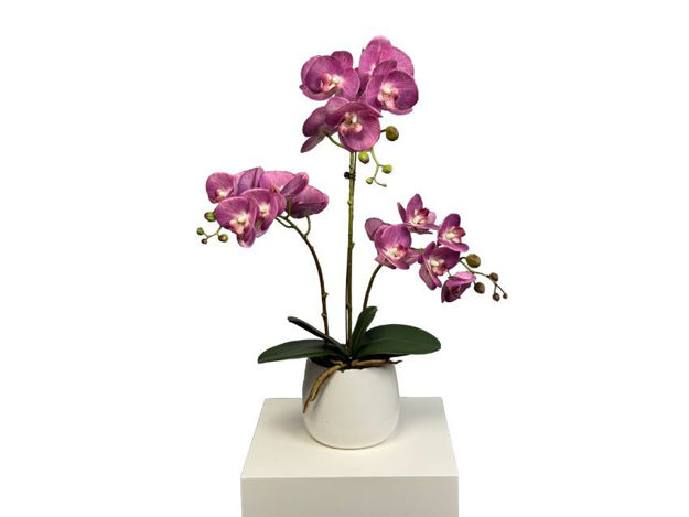 Slika Orhideja u posudi 46 cm; fuksia
