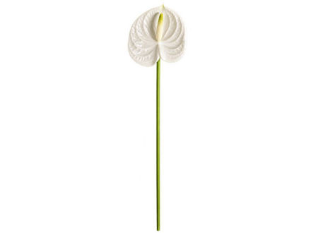 Slika Anturium 69 cm; bijela