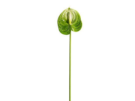 Slika Anturium 69 cm; zelena