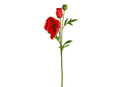 Slika Mak 69 cm; crvena