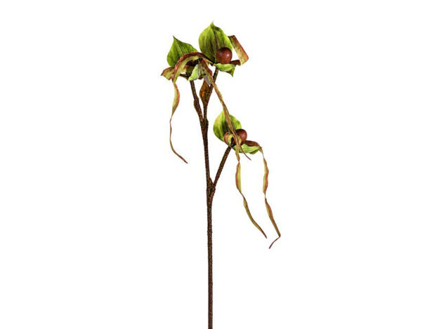 Slika Orhideja tigrasta 96 cm; zelena