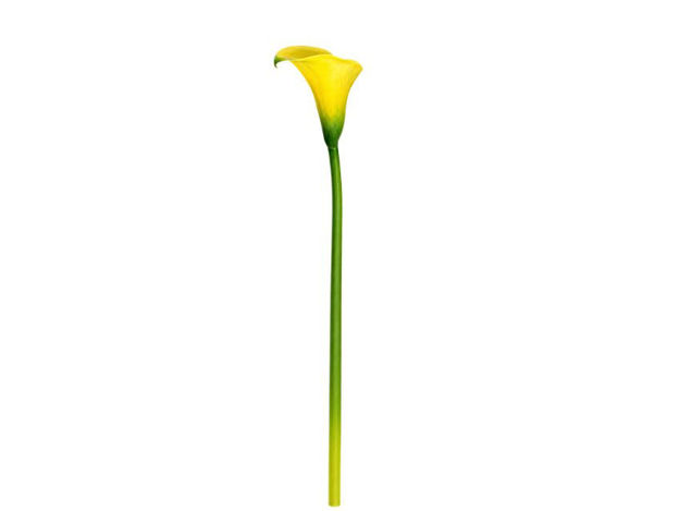 Slika Kala 65 cm; žuta