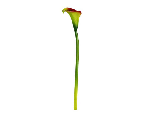 Slika Kala 65 cm; zelena