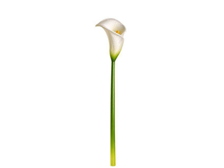 Slika Kala 65 cm; bijela