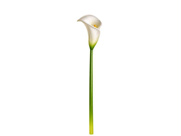Slika Kala 65 cm; bijela