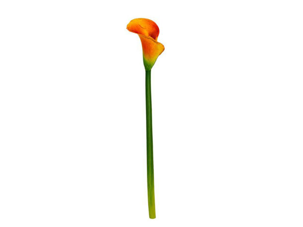 Slika Kala 65 cm; narančasta