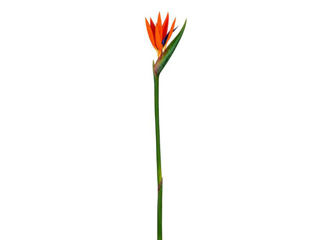 Slika Strelicija 82 cm; narančasta