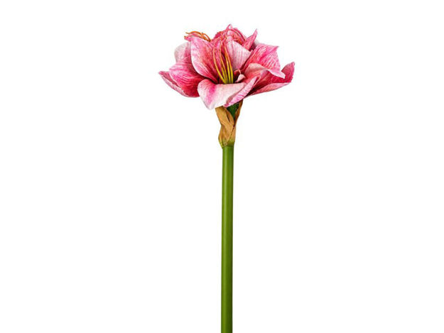 Slika Amarilis 48 cm; roza