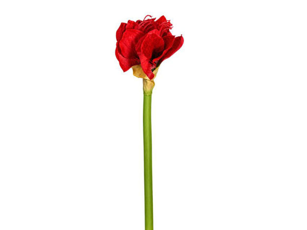 Slika Amarilis 48 cm; crvena
