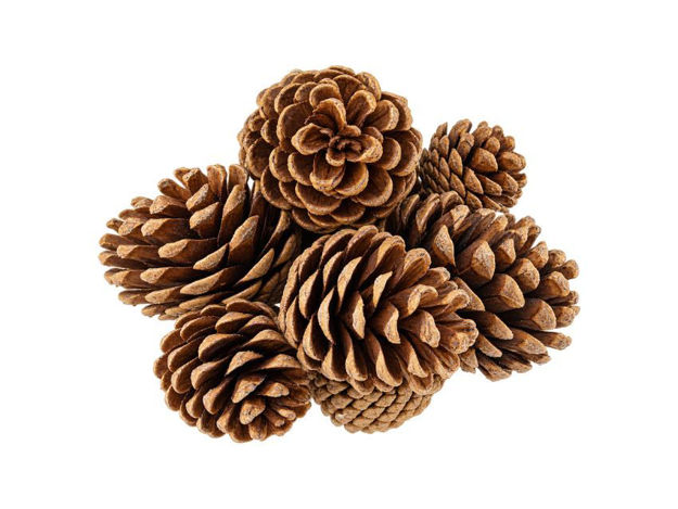 Slika ŠIške u mrežici; 5-7cm; s/10kom; zlatna